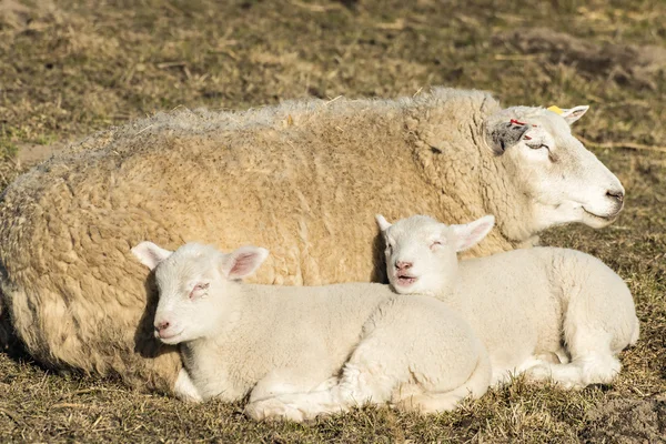 Sheep with lambs — Stock Photo, Image