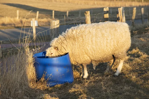 Sheep drinking from bucket — Stock Photo, Image