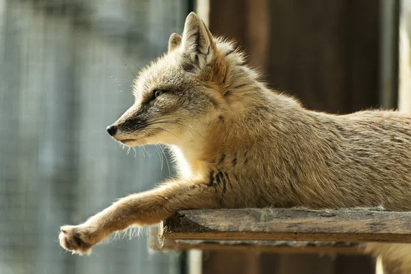 Vergadering fox — Stockfoto