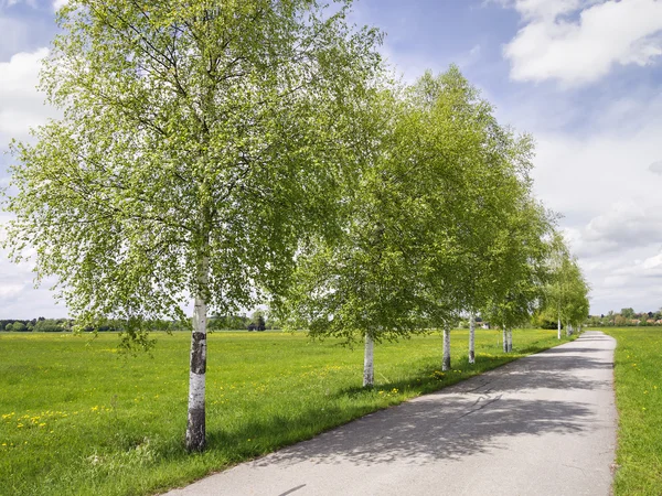 Bříza avenue — Stock fotografie