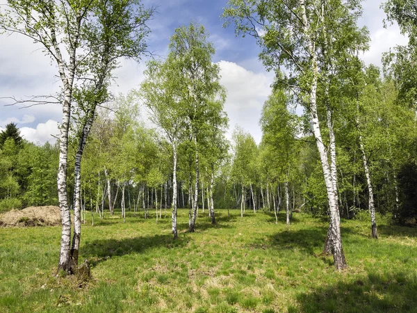 Foresta di betulla — Foto Stock