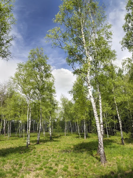 Foresta di betulla — Foto Stock