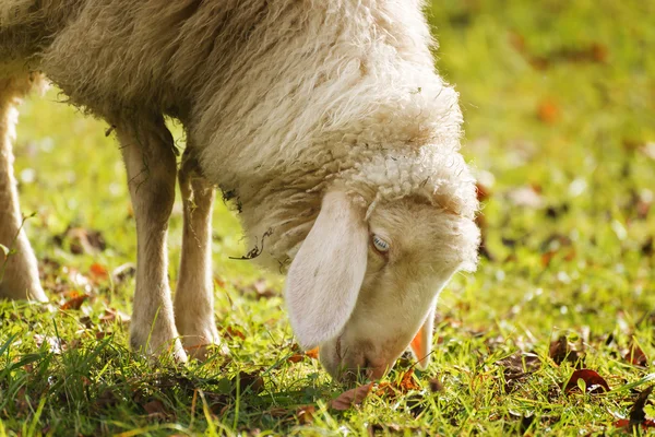 Wypas owiec na jesieni — Zdjęcie stockowe
