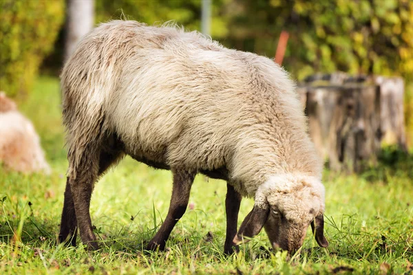 Grazing sheep in autumn — Stock Photo, Image