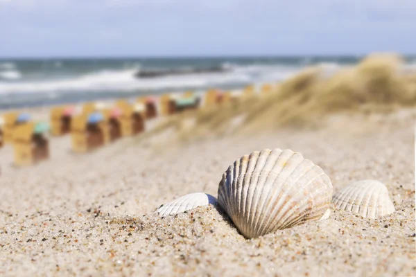 Seashell e sedie a sdraio Mar Baltico — Foto Stock
