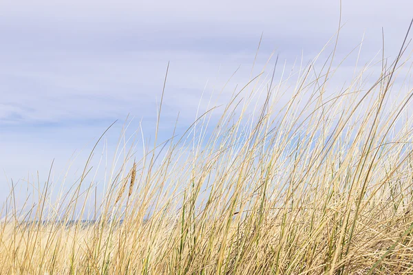 발트 해에 모래 언덕 잔디 — 스톡 사진