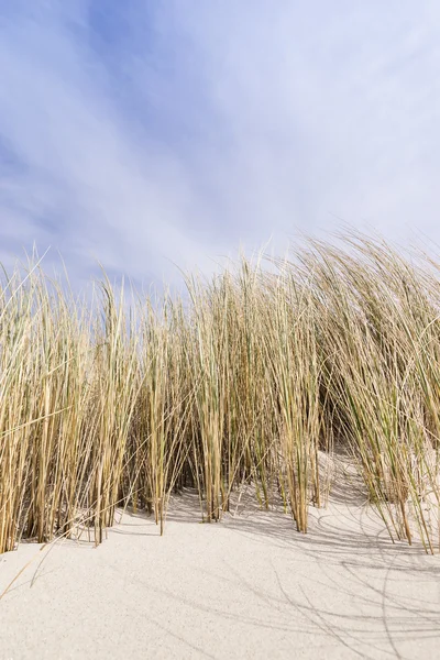 Hierba de duna dorada en el Mar Báltico —  Fotos de Stock