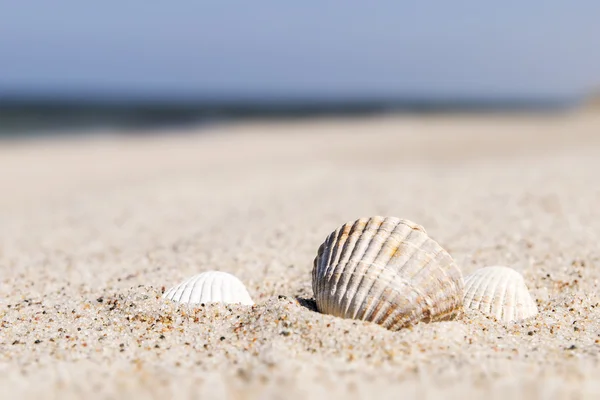 Seashell Baltık Denizi — Stok fotoğraf