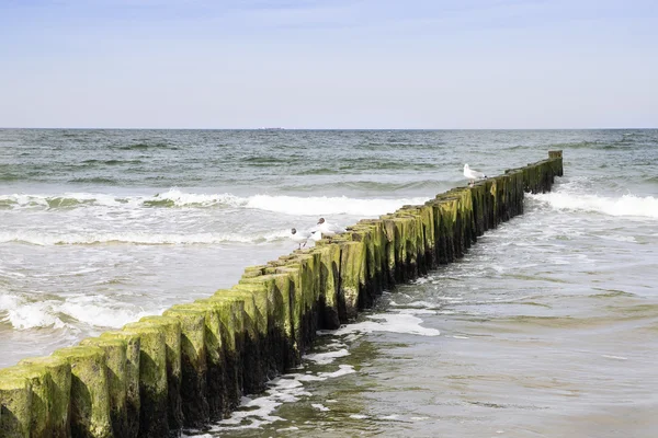 Gaviota rompeolas Mar Báltico —  Fotos de Stock