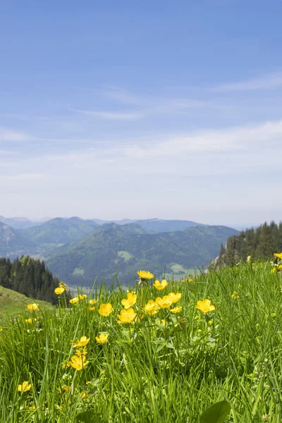 Smörblommor Bayern Alperna — Stockfoto