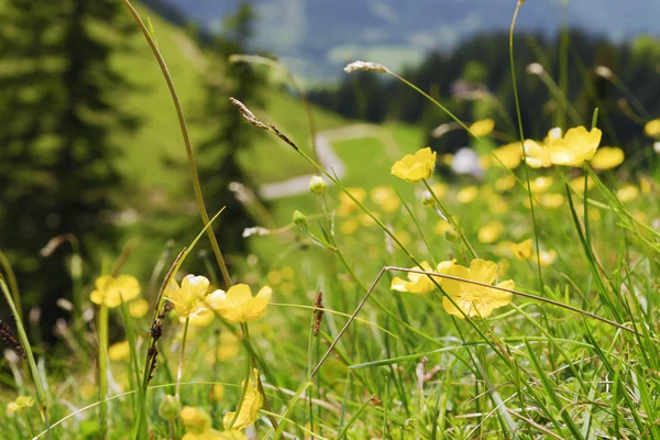 Düğünçiçekleri Bavyera Alpleri — Stok fotoğraf