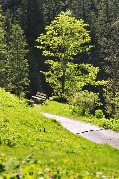 Bok i Bayern Alperna — Stockfoto