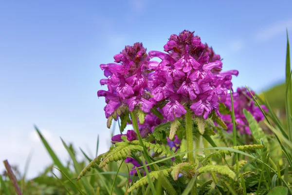 Wild flowers Bavaria Alps — Stock Photo, Image