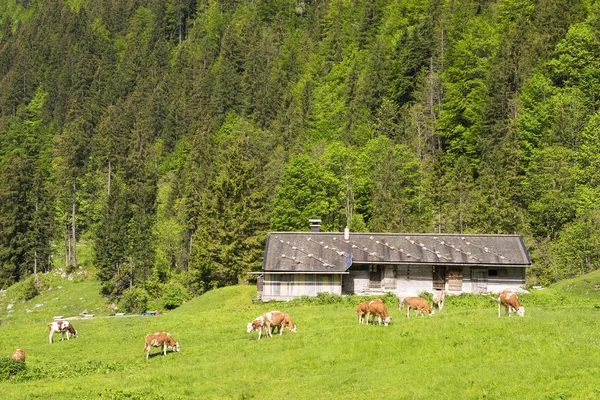 Landskap med kor — Stockfoto