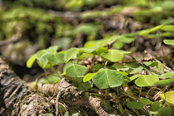 Clover breitenstein Bayern Alperna — Stockfoto