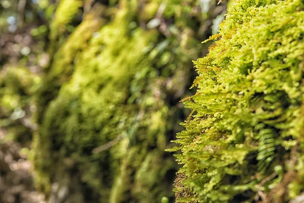 Moss Breitenstein Bavaria Alps — Stock Photo, Image