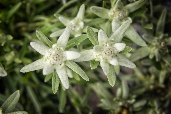 Edelweiss flower — Stock Photo, Image