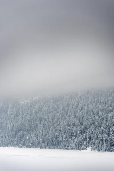 Floresta com neve baviera — Fotografia de Stock