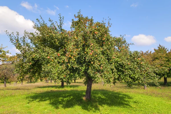 Apple trees Lake Constance — Stock Photo, Image