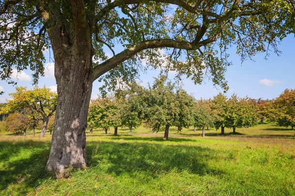 Apple trees Lake Constance — Stock Photo, Image