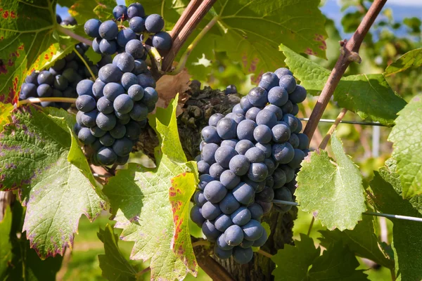 Вино виноград Боденське озеро — стокове фото