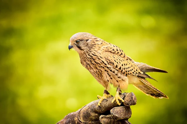 Falcão sentado — Fotografia de Stock