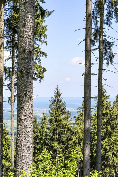 Árboles en Baviera Alpes — Foto de Stock