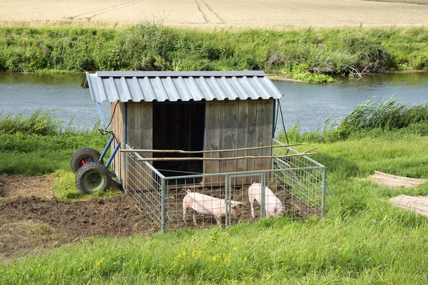 Pigs with shed — Stock Photo, Image