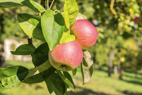 Apple trees — Stock Photo, Image