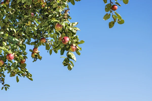 Apfelbäume — Stockfoto