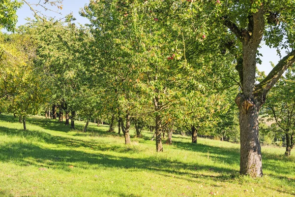 Alberi di mele — Foto Stock