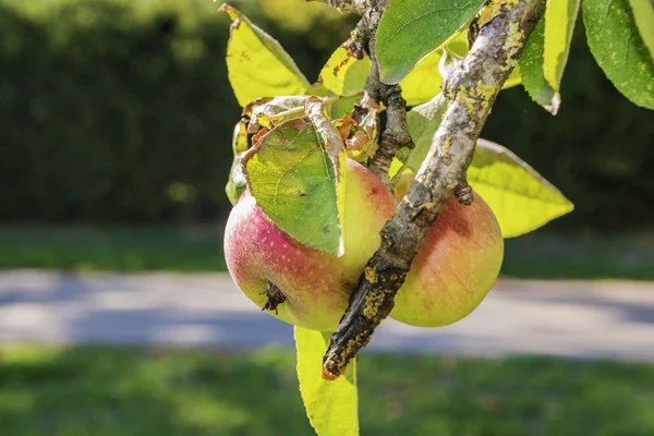 Apfelbäume — Stockfoto