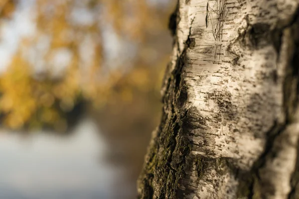 Closeup birch trunk in autumn — Stock Photo, Image