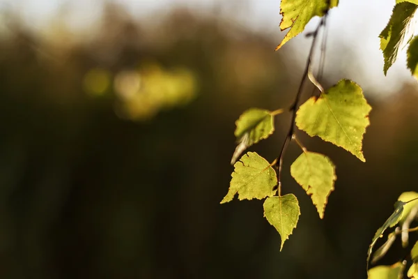 Bladeren in de herfst avondlicht — Stockfoto