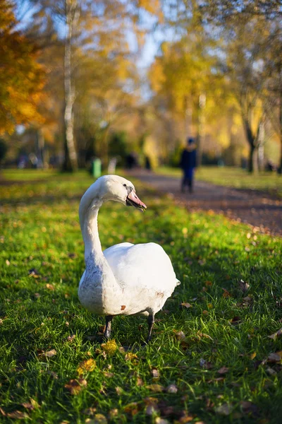 Cisne no parque — Fotografia de Stock