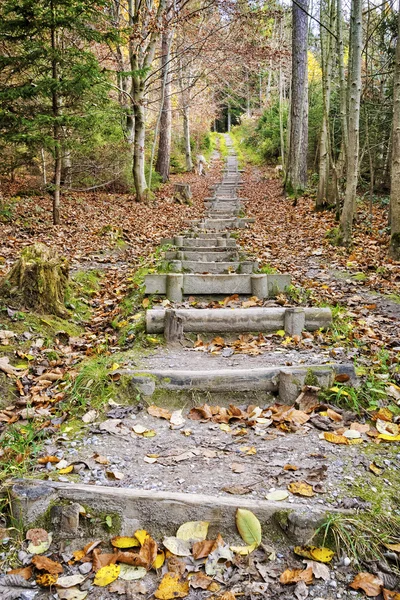 Escaliers sentier de fitness en forêt — Photo