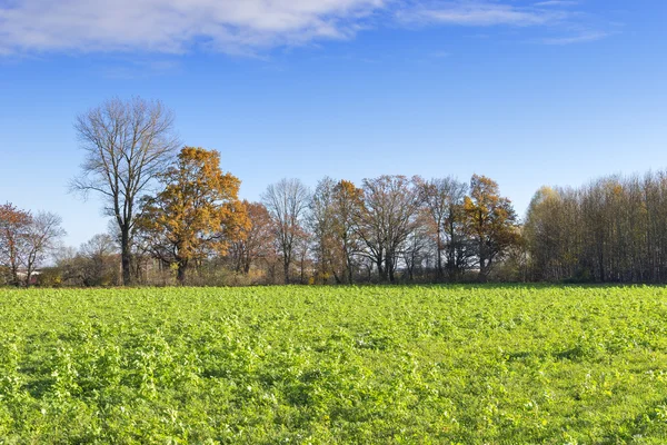 Alberi e campi in autunno — Foto Stock