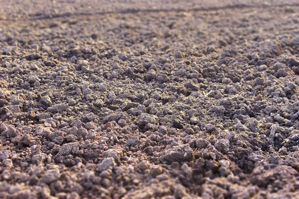 Ingrown field in autumn — Stock Photo, Image