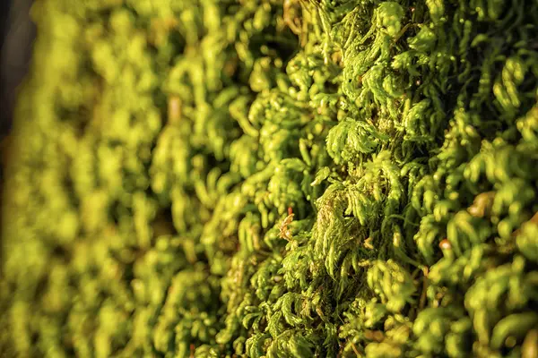 Зеленим мохом Альп Баварії — стокове фото