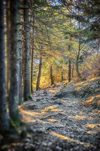 Path in Bavarian Alps — Stock Photo, Image