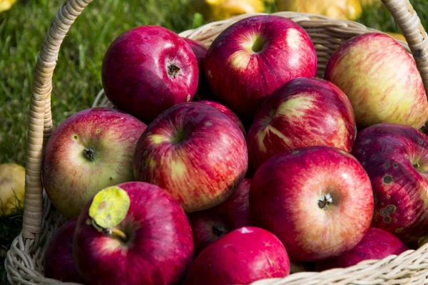 Sepette kırmızı elmalar