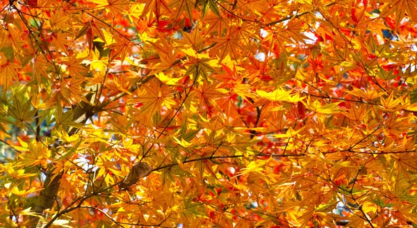 Sarı ve kırmızı akçaağaç yaprağı