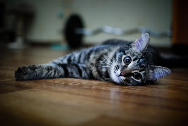 고양이 집 연주 — 스톡 사진