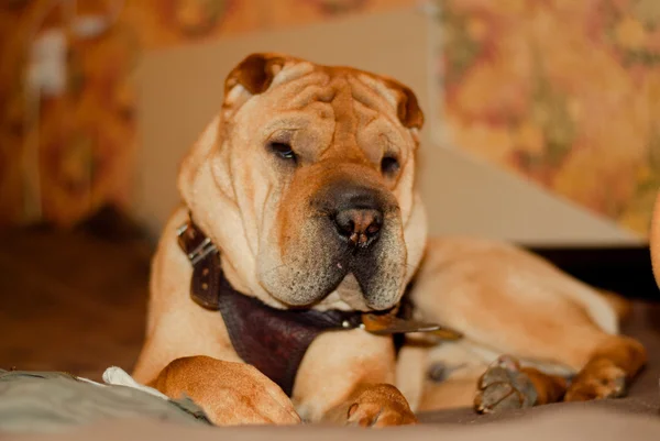 Shar pei fénykép — Stock Fotó