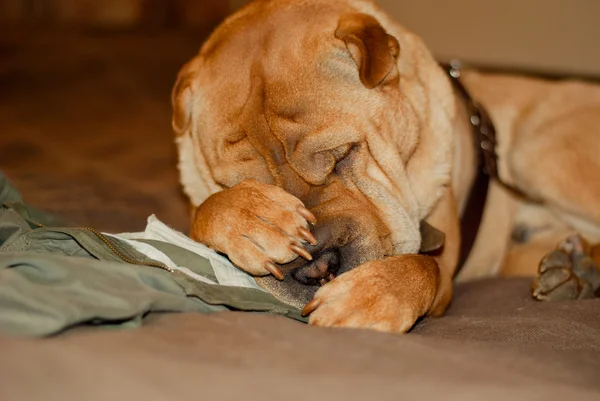 Shar pei photo — Stock Photo, Image