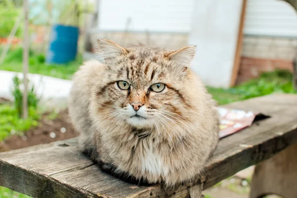 Gato descansando na natureza Imagem De Stock