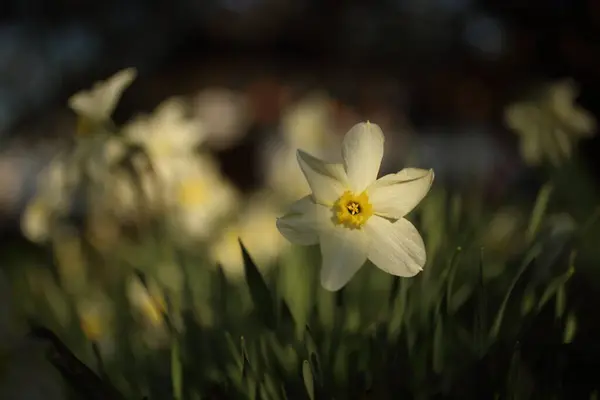 Schöne blühende Frühlingsblume Narzisse im Makro — Stockfoto