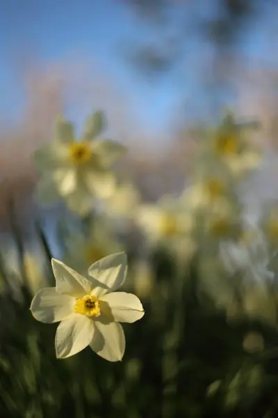 Hermoso florecimiento primavera flor narciso en macro —  Fotos de Stock