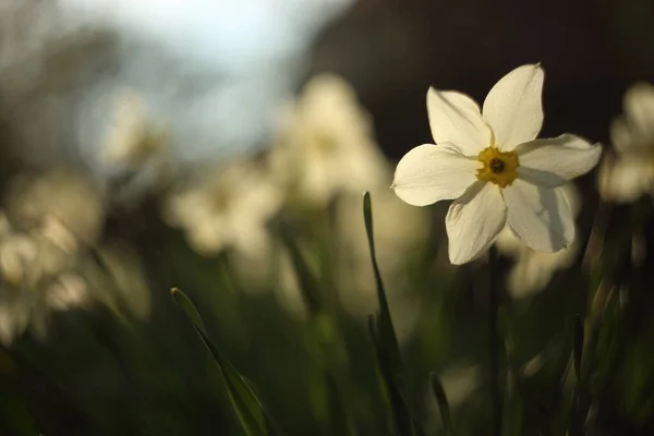 Schöne blühende Frühlingsblume Narzisse im Makro — Stockfoto