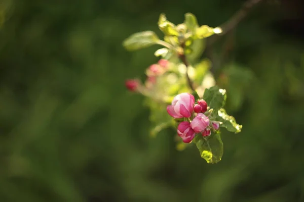 Rosa flor flor de manzana sobre el fondo de la naturaleza, flores de primavera — Foto de Stock